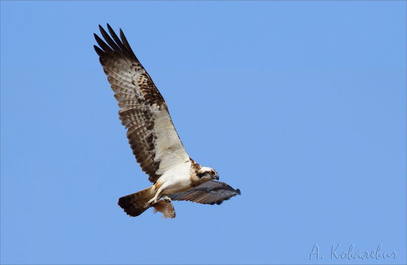 скопа Летающий карасик фото превью