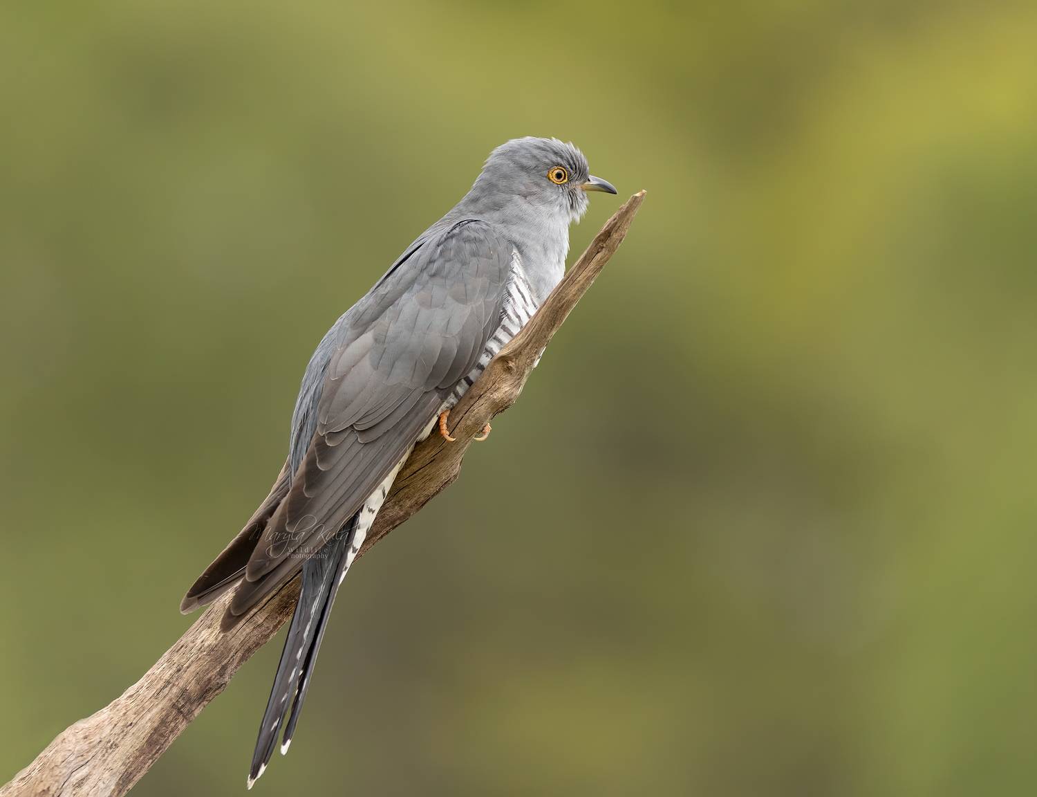 cuckoo, birds, animals, nature, wildlife, canon, sigma 150-600, MARIA KULA