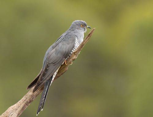 Cuckoo