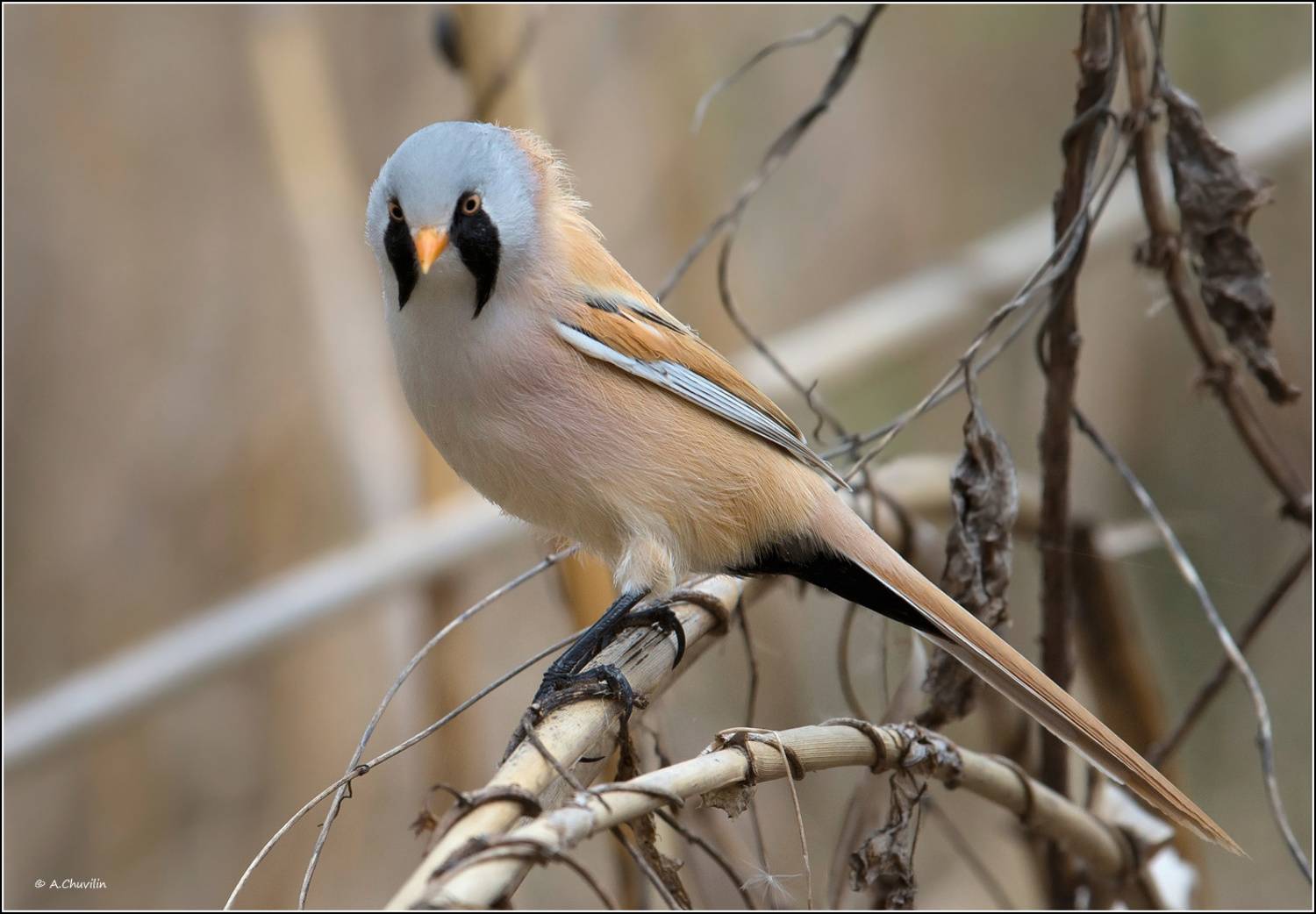 усатая,синица,мальчик, Александр Чувилин