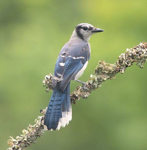 Blue Jay, Juvenile -  Молодая Голубая сойка