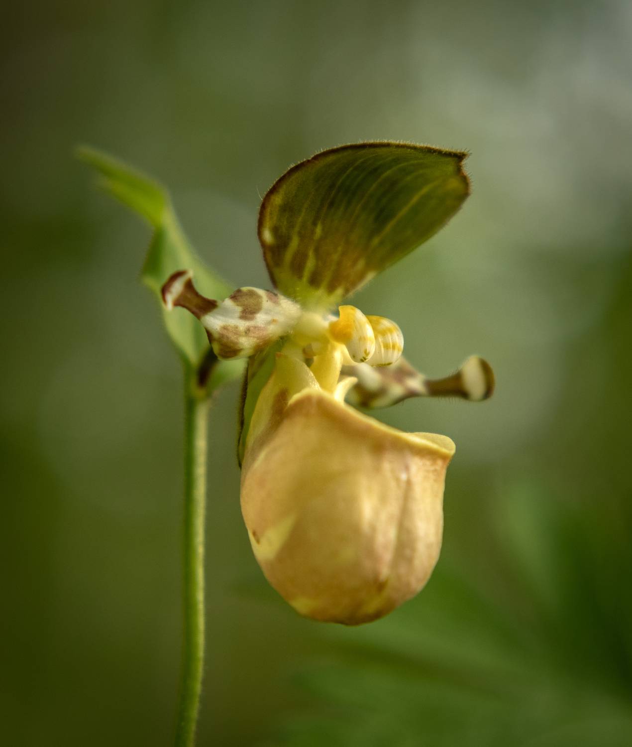 Камчатка растения цветы , Наталья Королева