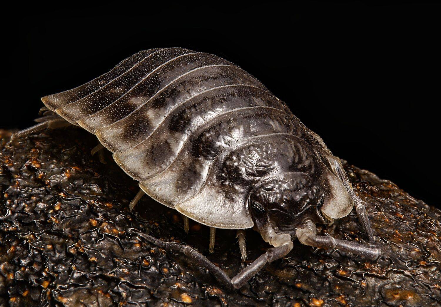 nature, noinsect, macro, macrophoto, macrophotography, enthomology, Stephane