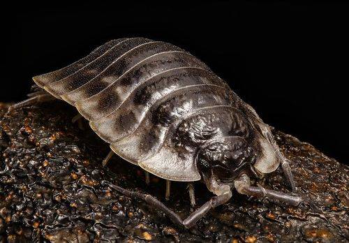 Shadow battleship: The Woodlouse