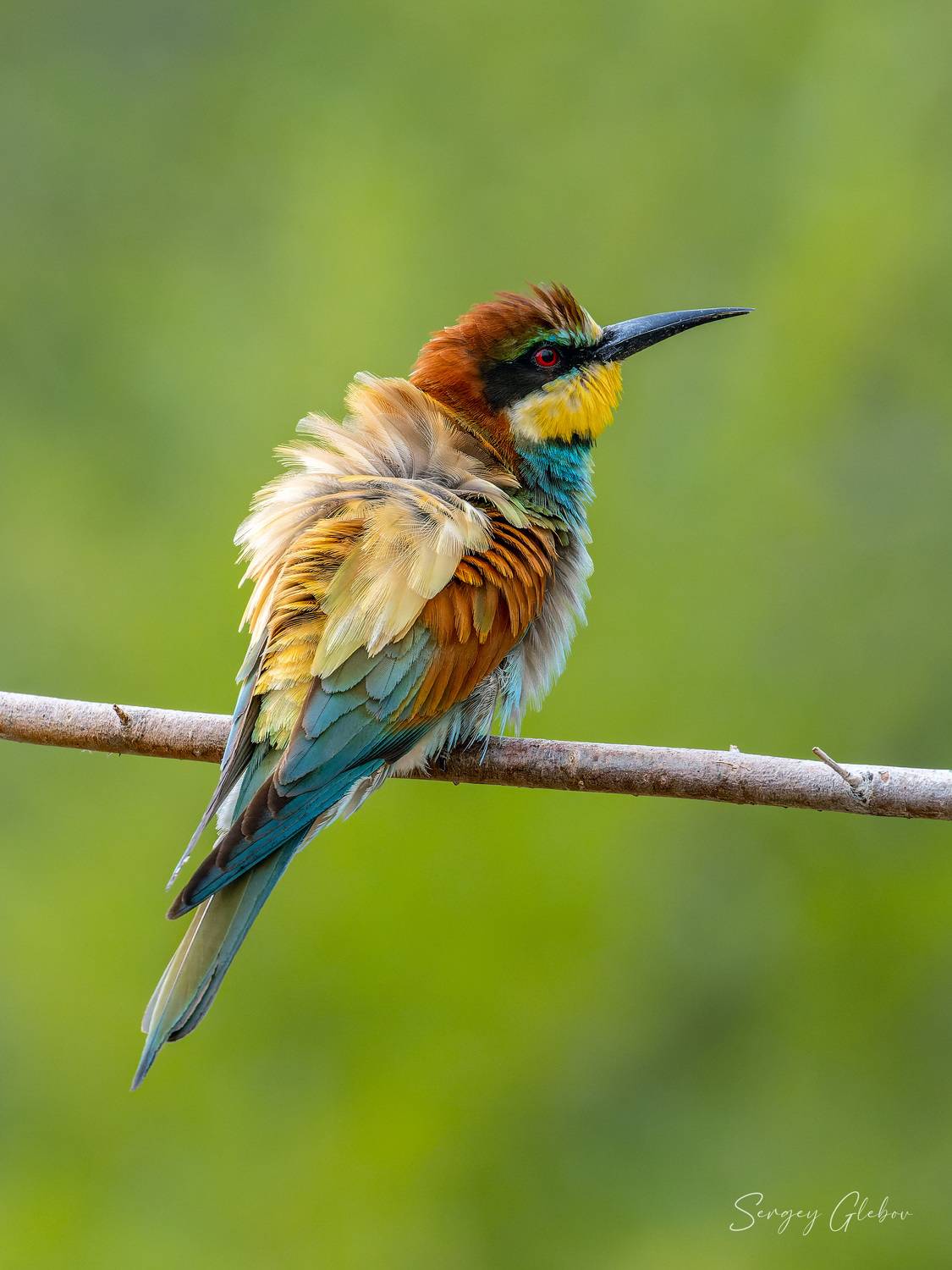 , Сергей Глебов