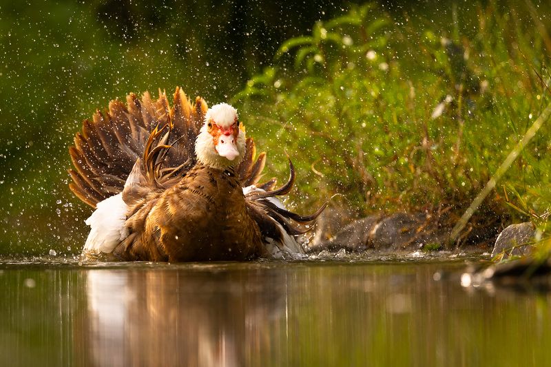 Chinese duck фото превью