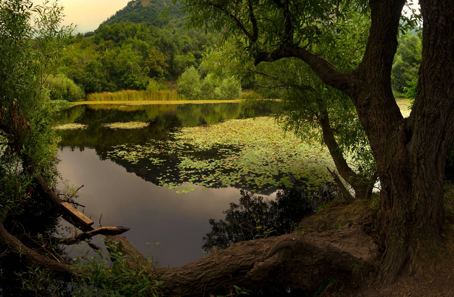 озеро,утро,август,кмв,природа,пейзаж, Елена Брежицкая