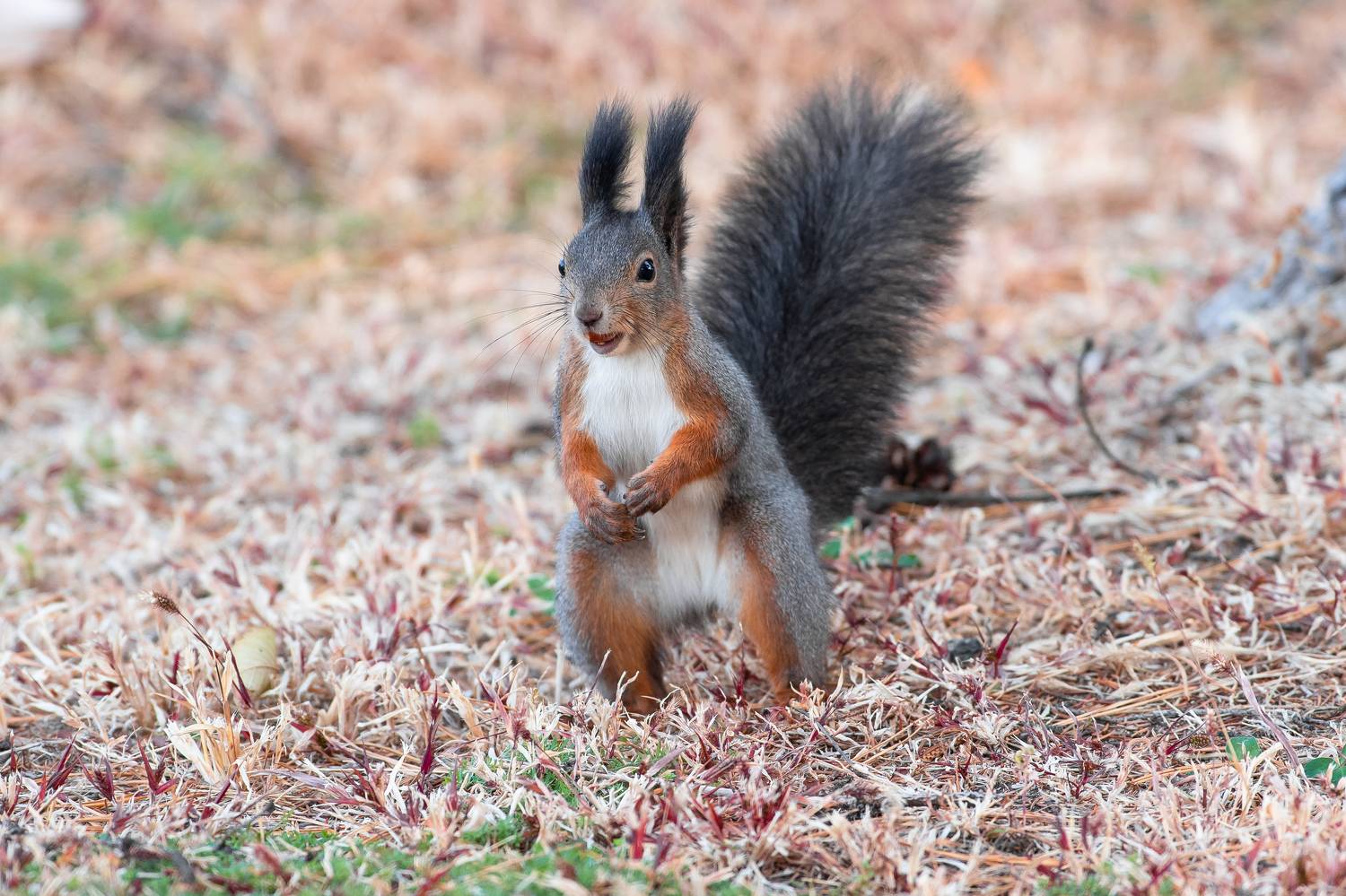 Sciurus vulgaris, volgograd, russia, wildlife,, Сторчилов Павел