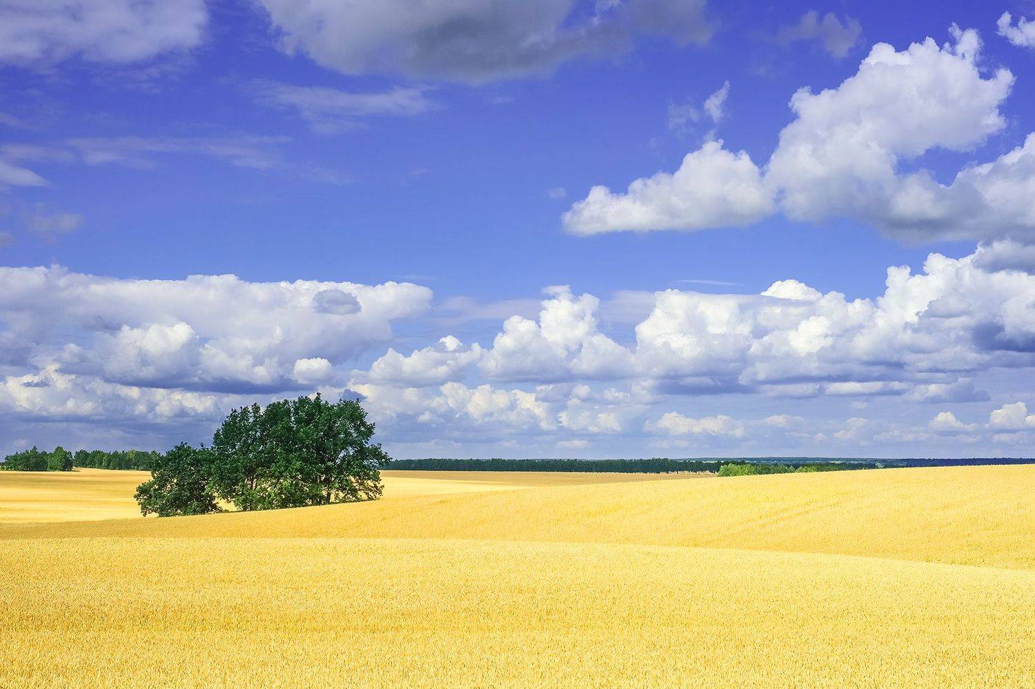лето поле урожай, Владислав Никишин