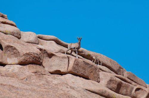 Архары в Бектау Ата