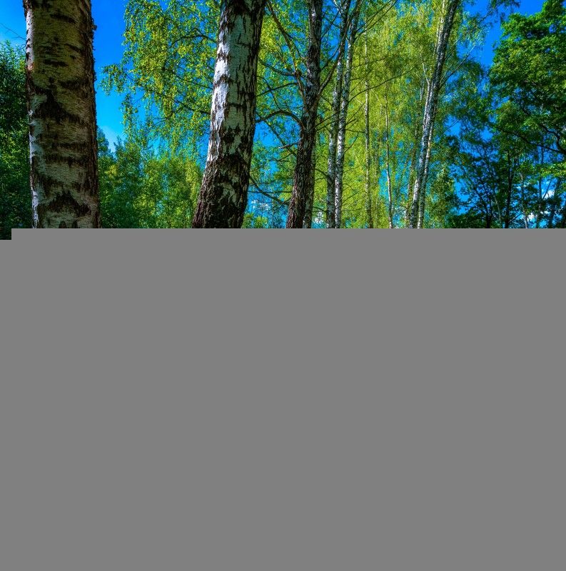 природа,пейзаж,лето,береза,россия Березки подружки фото превью