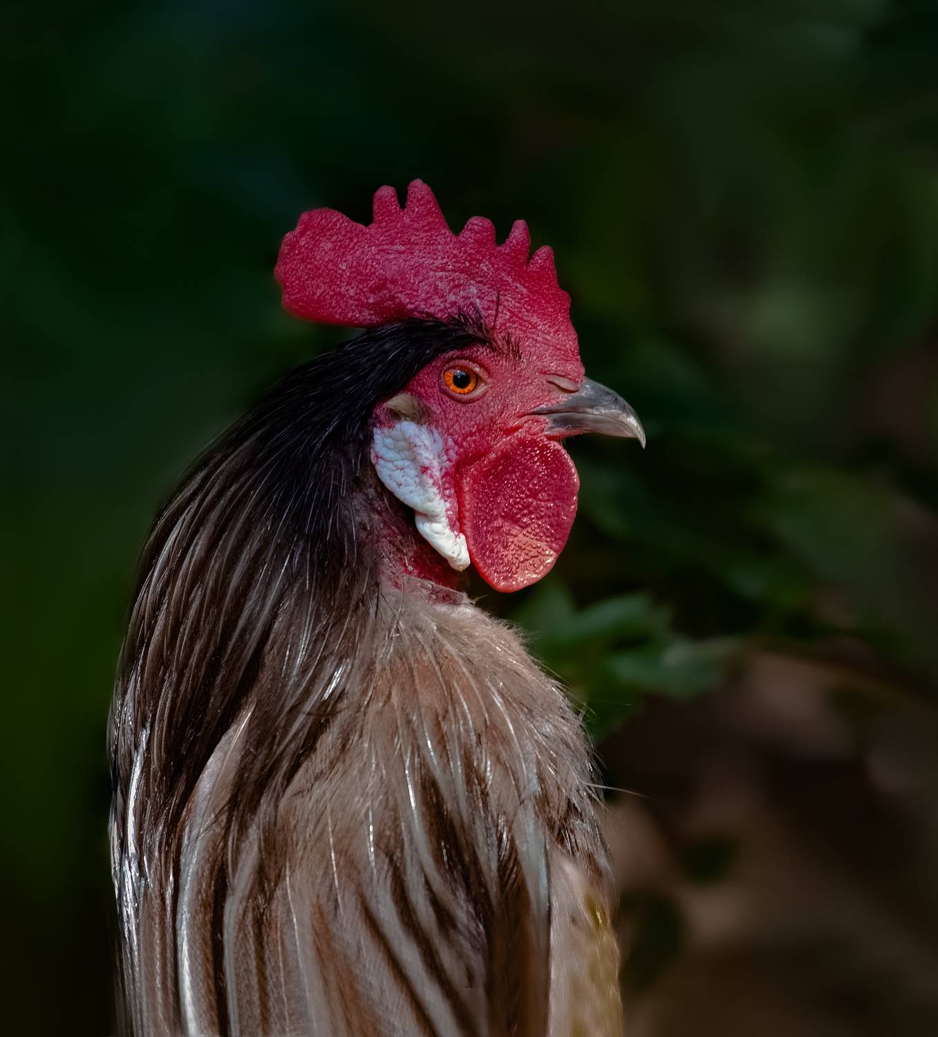 , Черновол Валентин