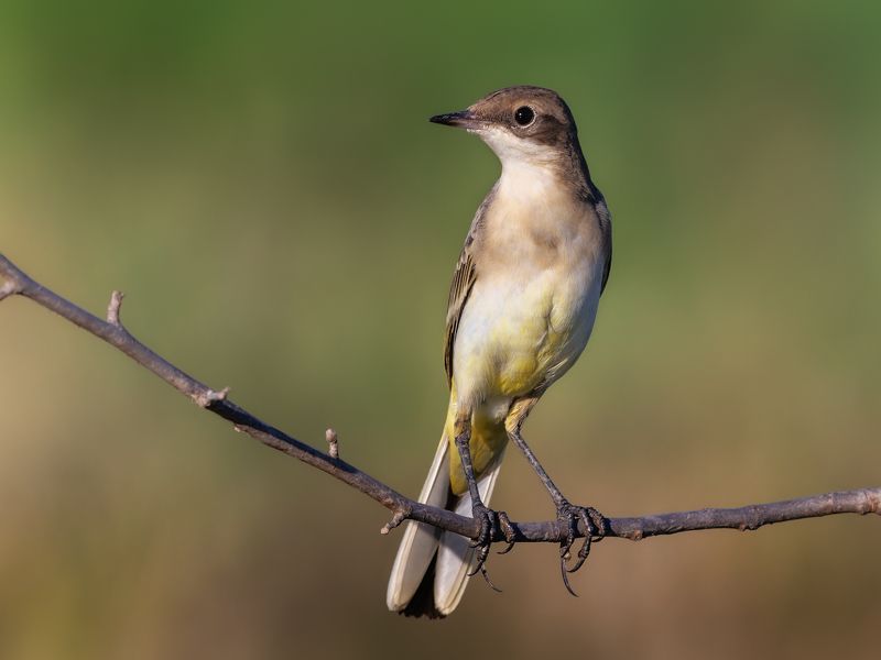 Western Yellow Wagtail фото превью