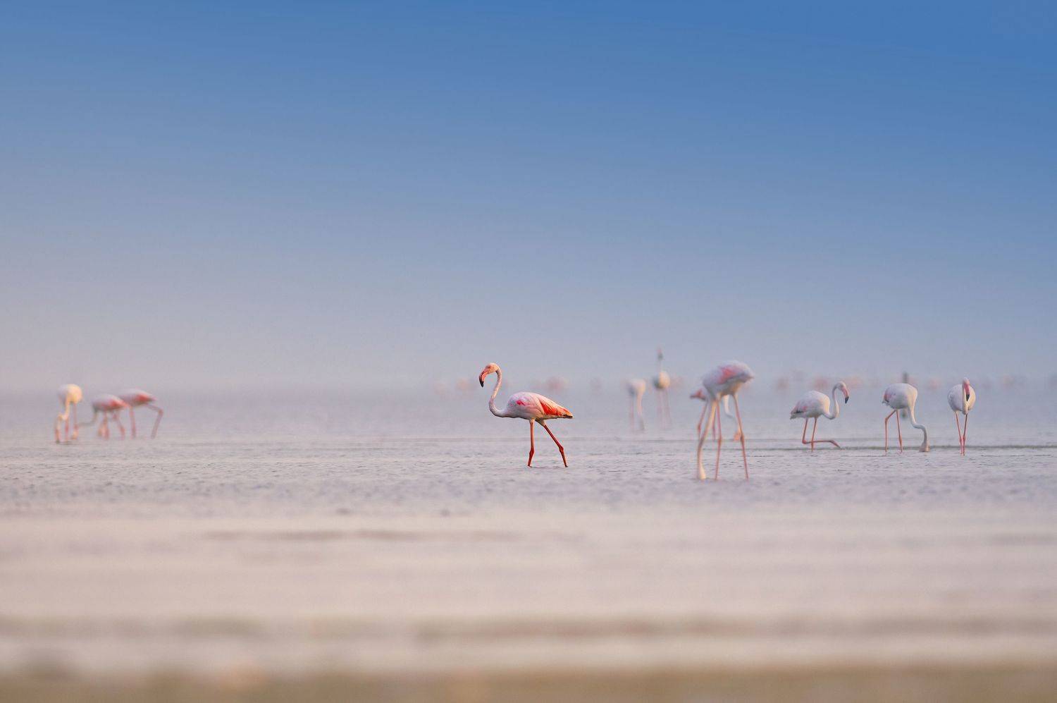 pink,flamingo,bird,birds,nikon,wild,water,shadows,lake,pond,flowers,swan,colors,nikon,beauty,nature,animals,eyes,egret,songbird,jungle,white,wings,fly, G N RAJA