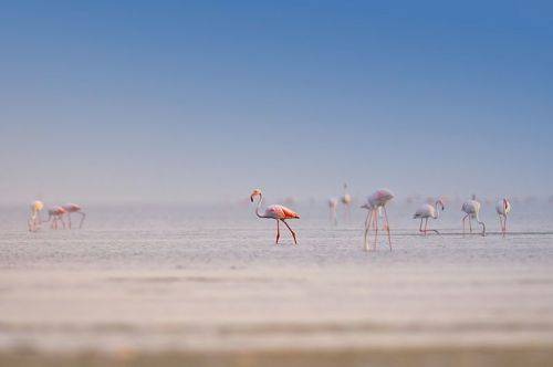 Flamingos