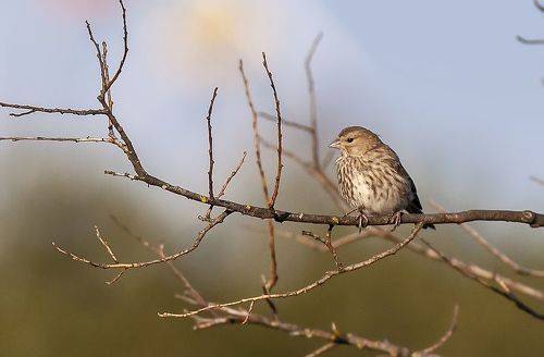 Молодая коноплянка в лучах заката
