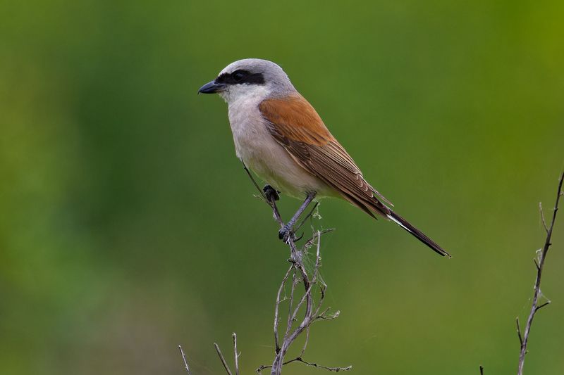 Жулан фото превью