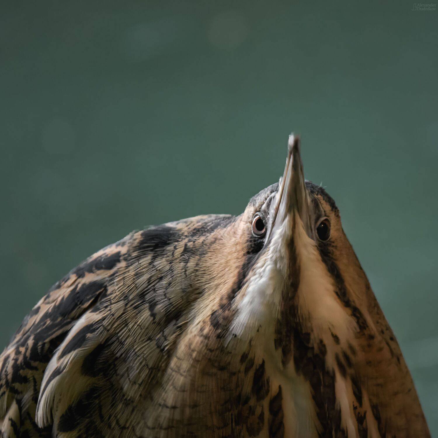 животные, птицы, выпь, портрет животного, animals, birds, animal portrait, aves, Дудников Александр