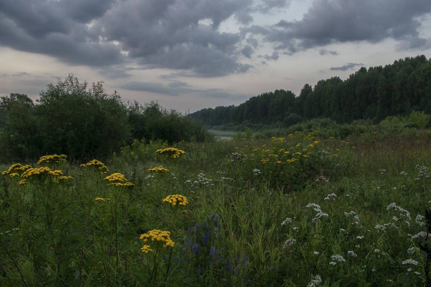 Луг, лето, цветы, трава, небо, тучи, утро, Галина Луценко