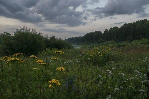 По цветущему лугу