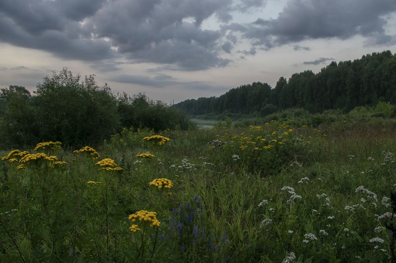 Луг, лето, цветы, трава, небо, тучи, утро По цветущему лугу фото превью