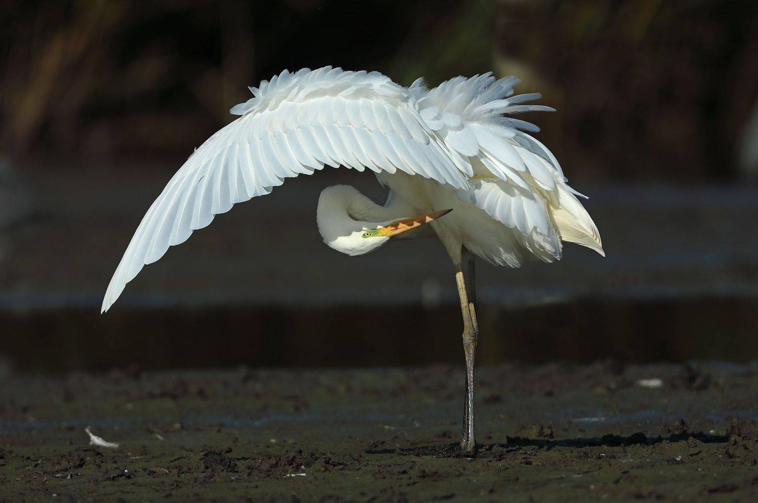 , Гусар Александр
