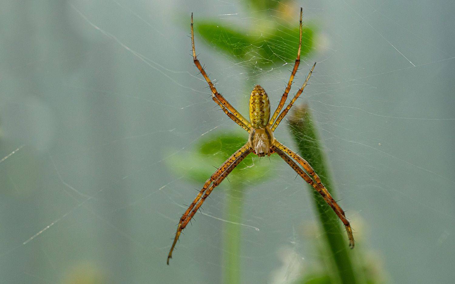 , Николай Бологов