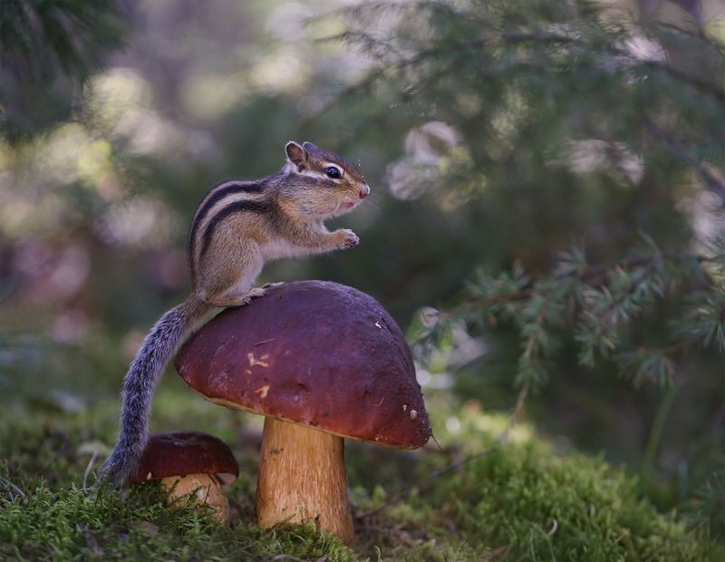 нерюнгри, бурундук, якутия, дикие_животные, женялевина, боровик, белый_гриб, евгениялевина, животныеякутии, бурундукиибелкилевиной Беру оба! фото превью