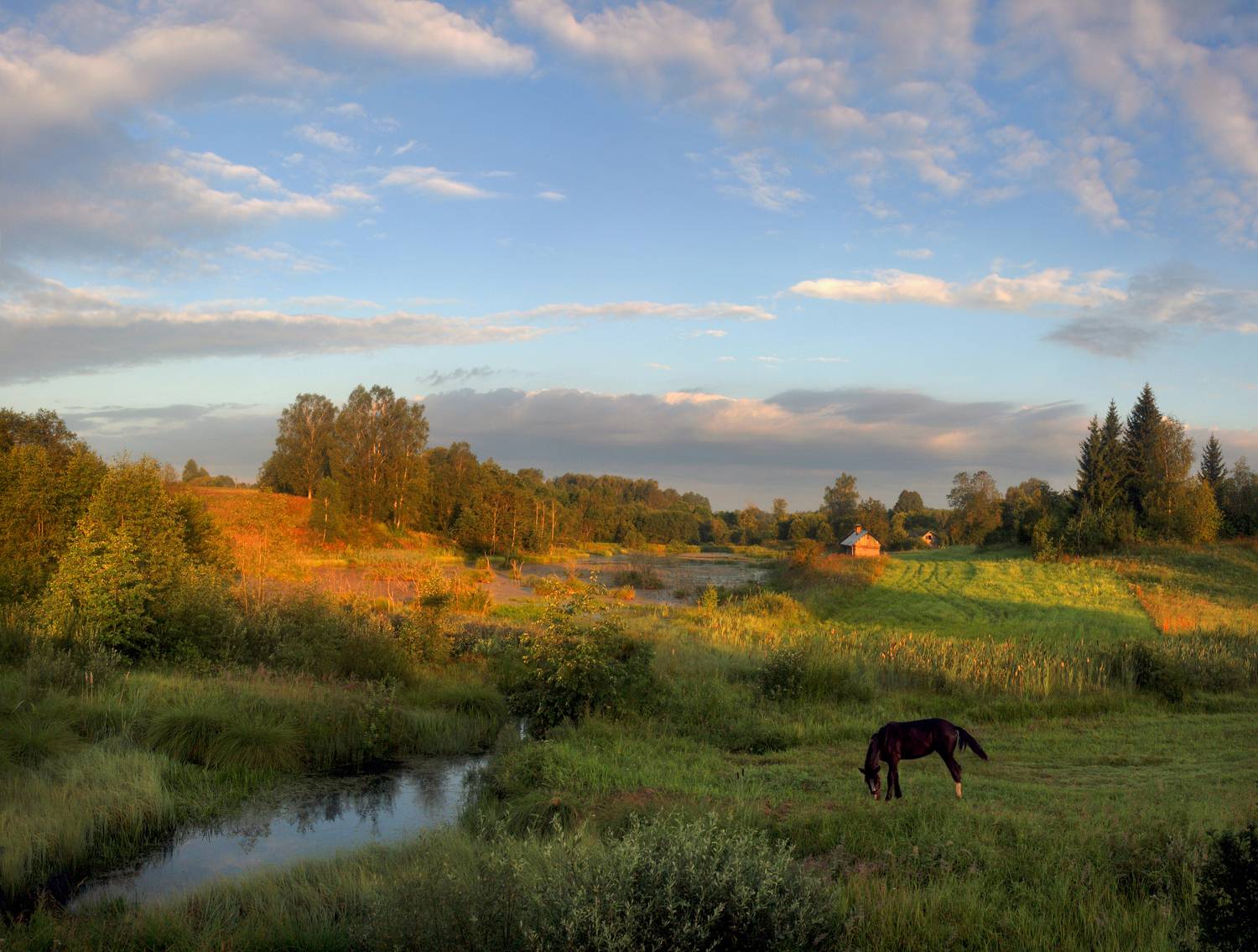 утро, лето , деревня, Александр Свистков