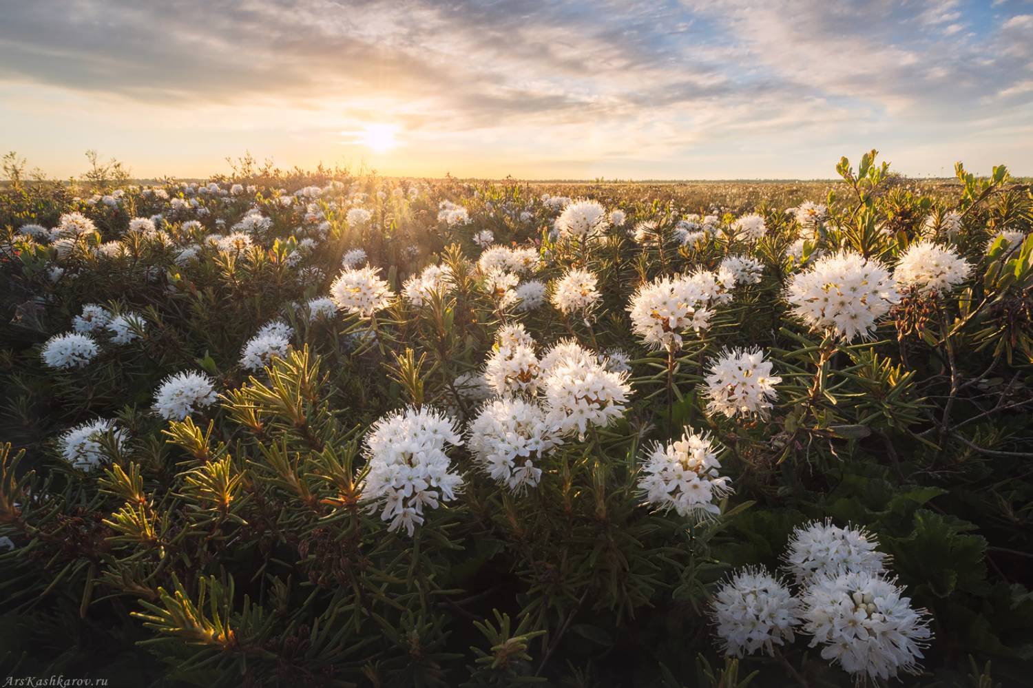 цветущее болото, багуьник, ленобласть, ленинградская область, болотные цветы, дурман болотный, болотный туризм, тур на болото, Арсений Кашкаров