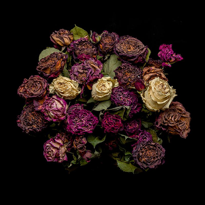 Rose in black background фото превью