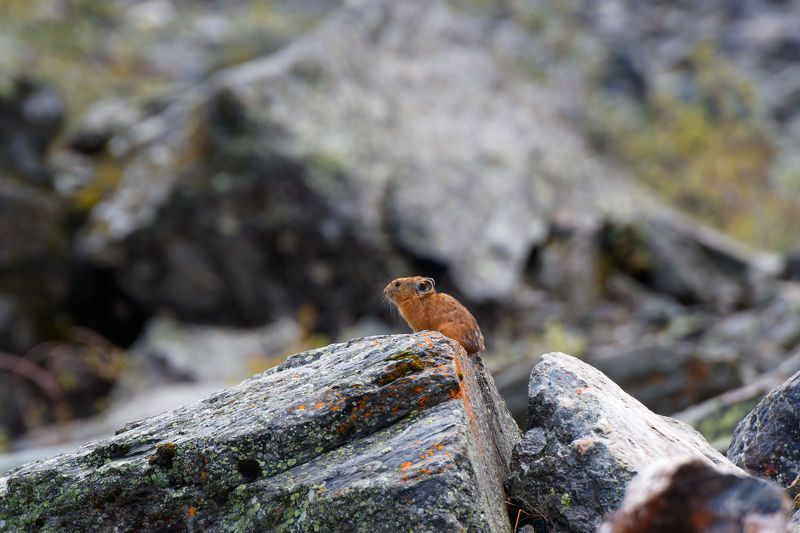 Алтайская пищуха фото превью