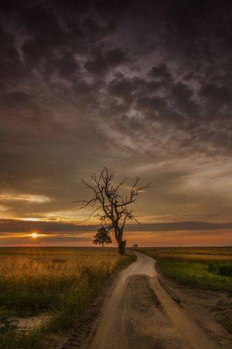 Lone tree