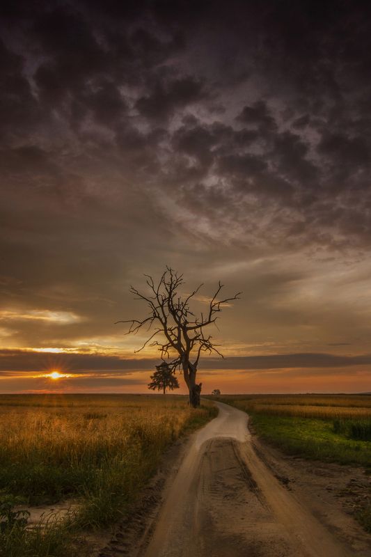 Lone tree фото превью