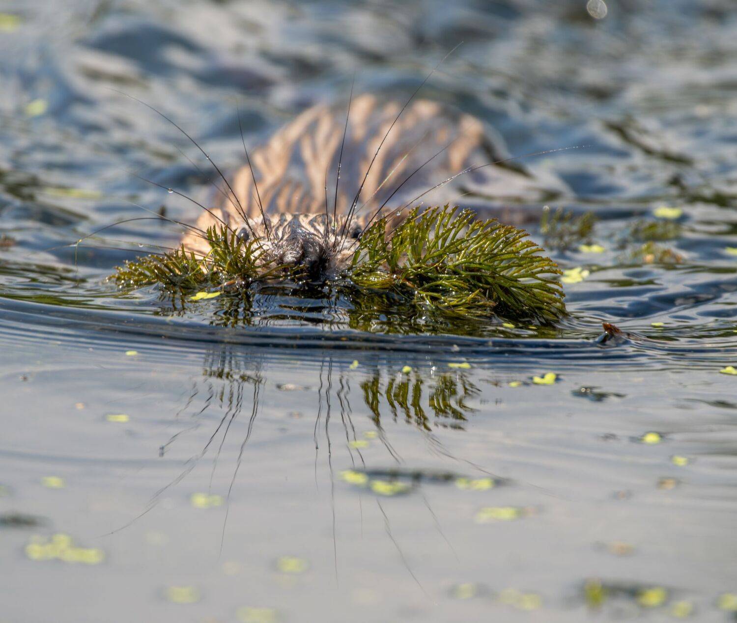 , Дэм Константин