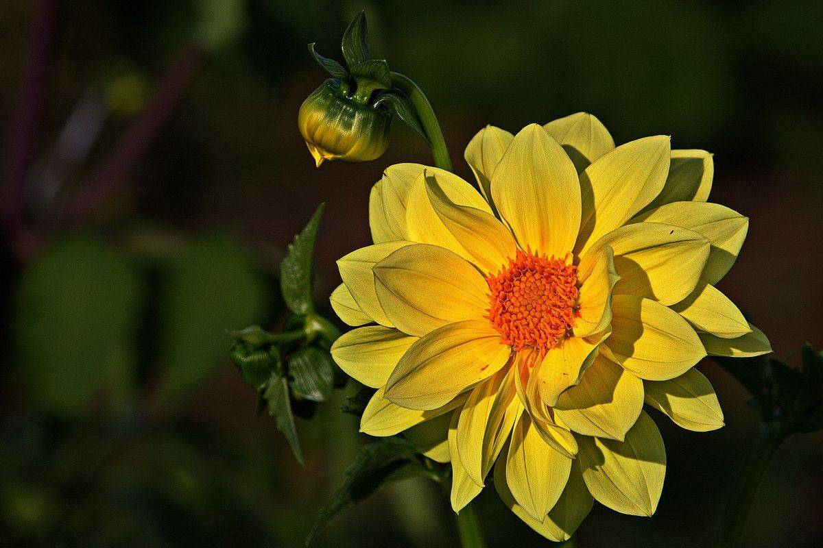 , Николаев Владимир