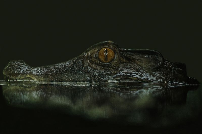 Caïman#* фото превью