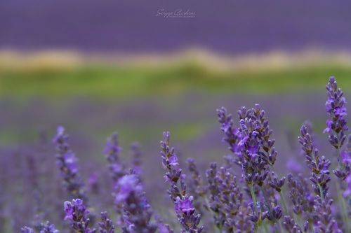 Lavender