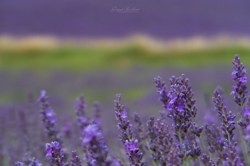#lavender #field #lordington #england #uk #flowers Lavender фото превью