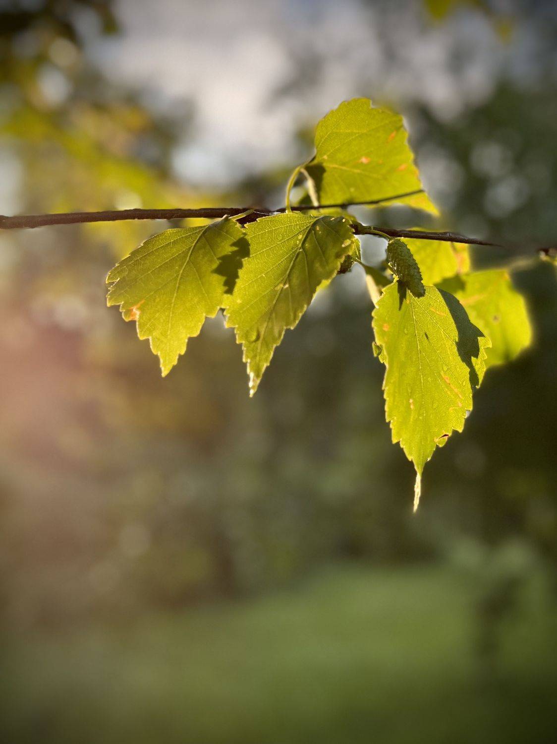 , Бравичева Анастасия