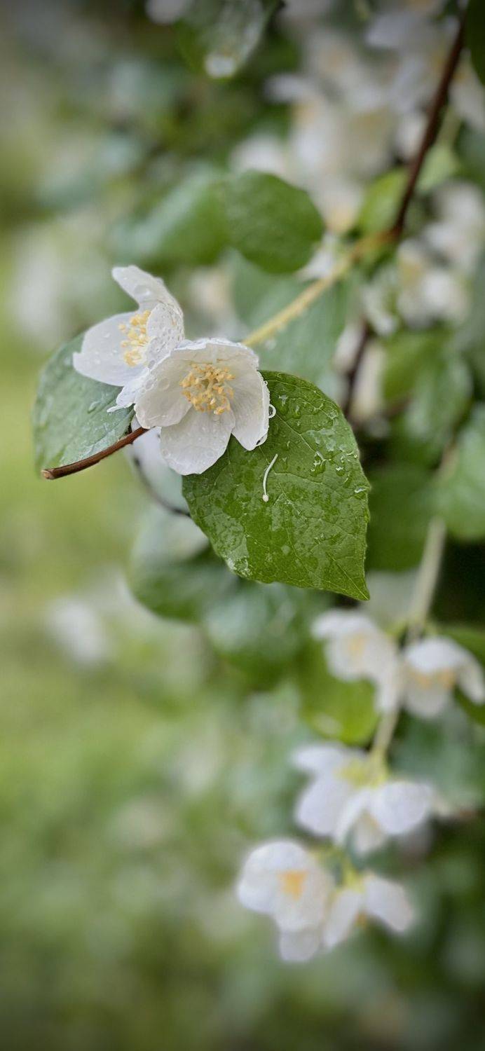 , Бравичева Анастасия