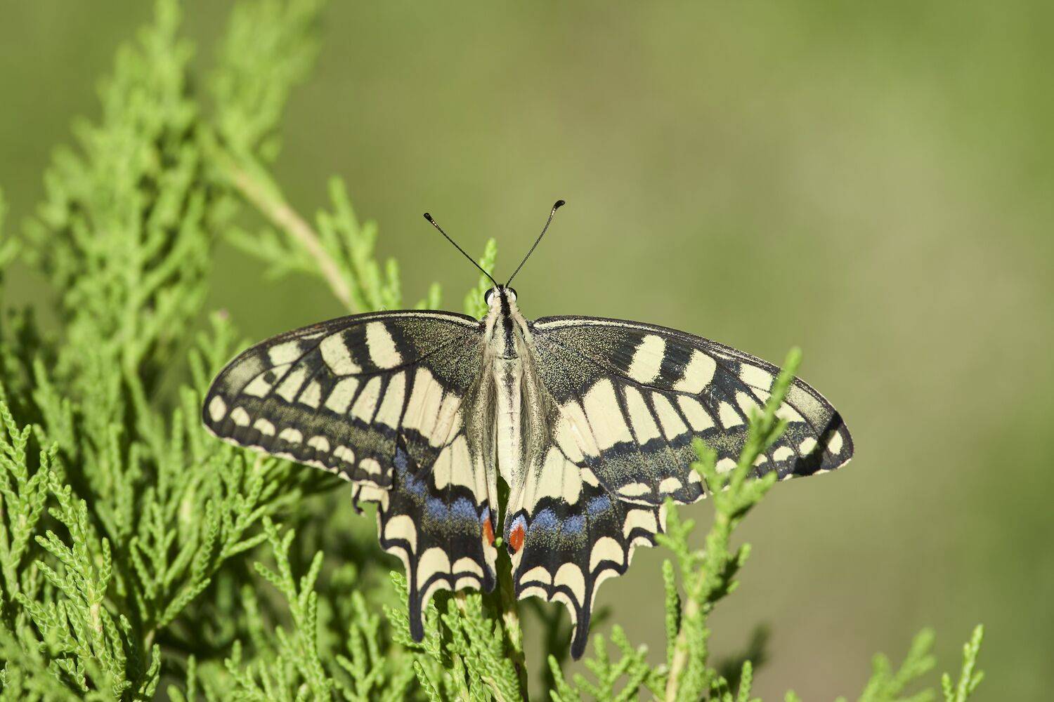 Papilio machaon, buttefly, volgograd, russia, wildlife,, Сторчилов Павел