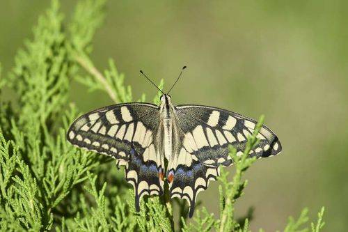 Papilio machaon