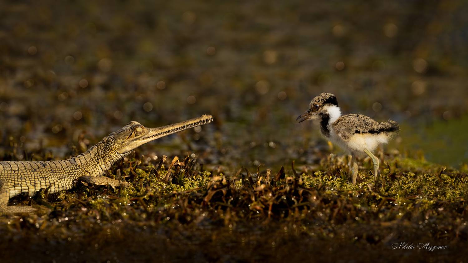 , Николай Мозгунов