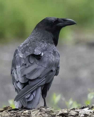 Взгляд