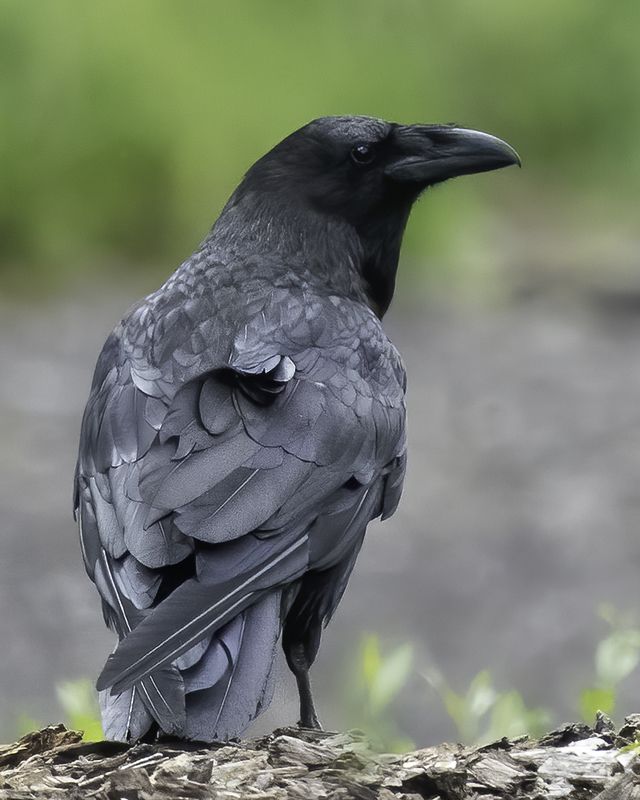 птица, ворон, взгляд Взгляд фото превью