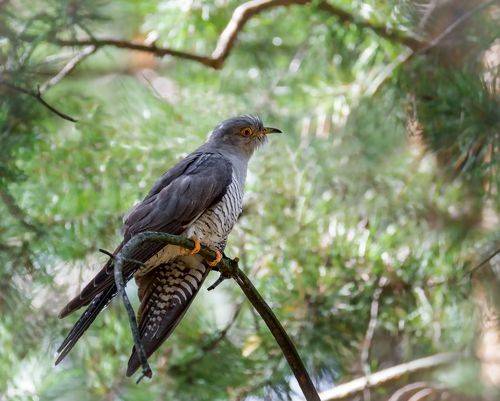 Кукушечка, скажи....