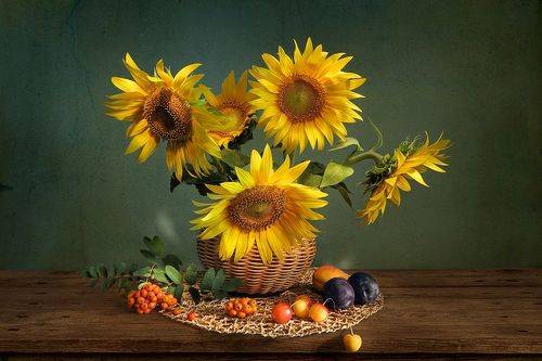 Подсолнухи