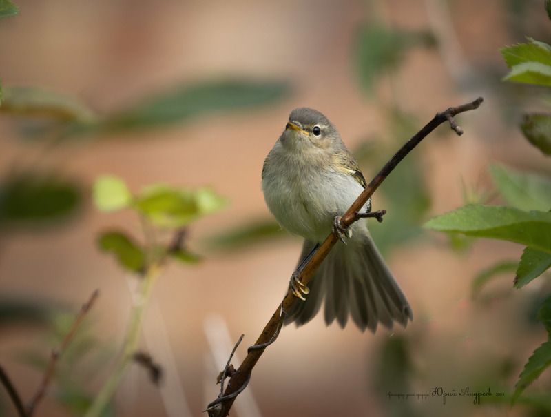 пеночка-теньковка Пеночка-теньковка фото превью