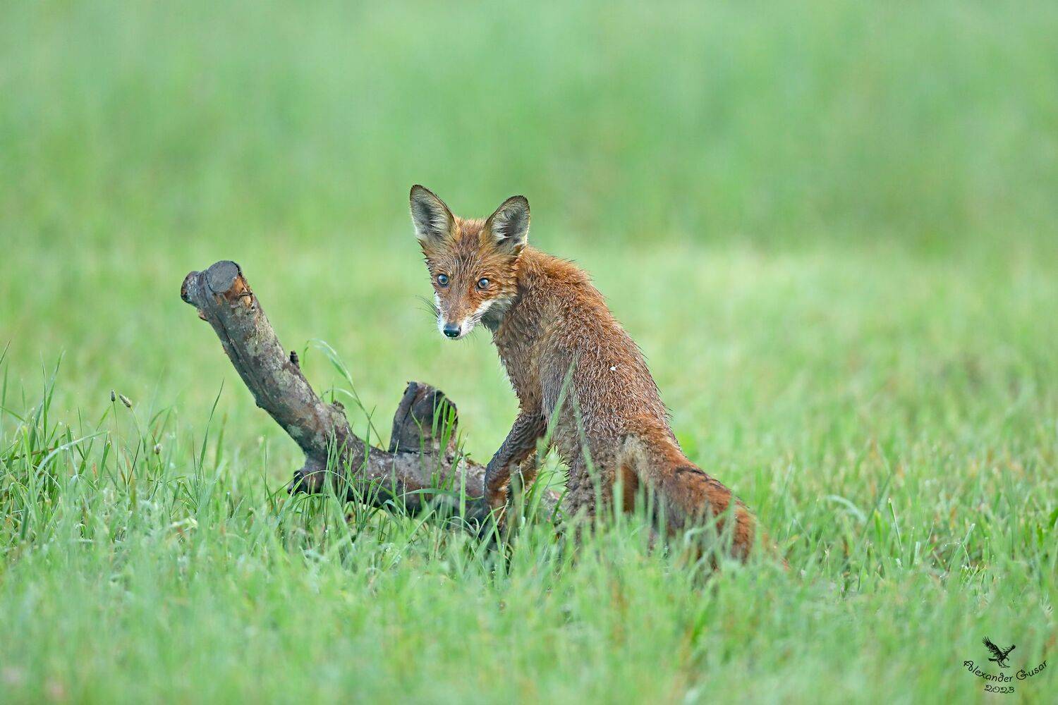 , Гусар Александр